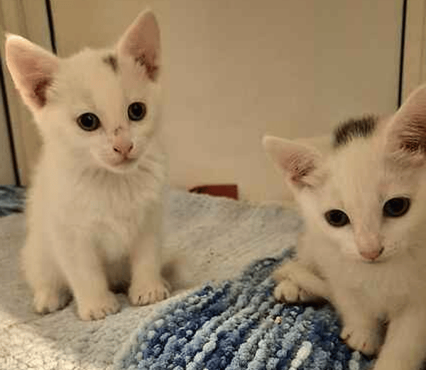 Spot & Patch