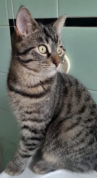 Lucius