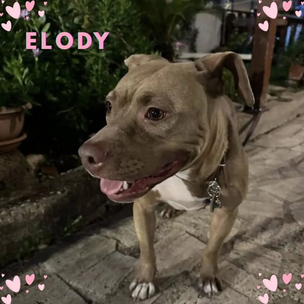 ELODY