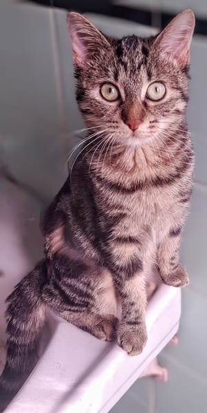 Freya
