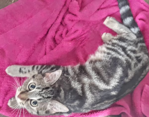 Freya