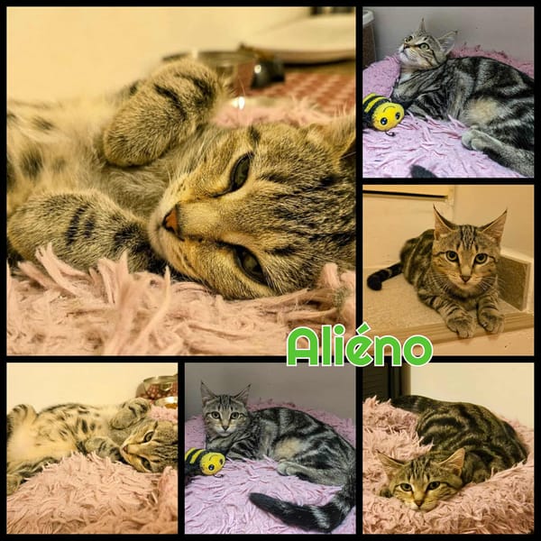 ALIENO  A RESERVER