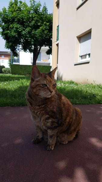 NINA
