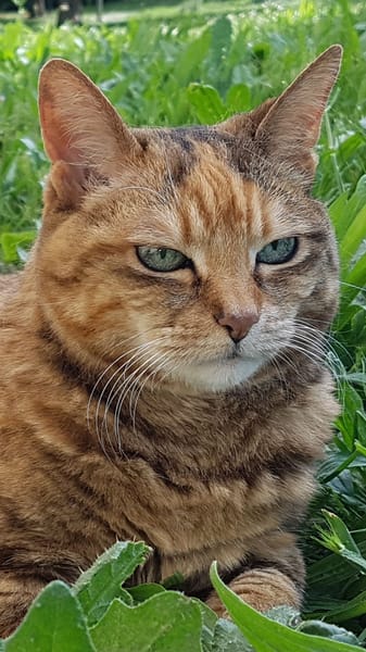 NINA