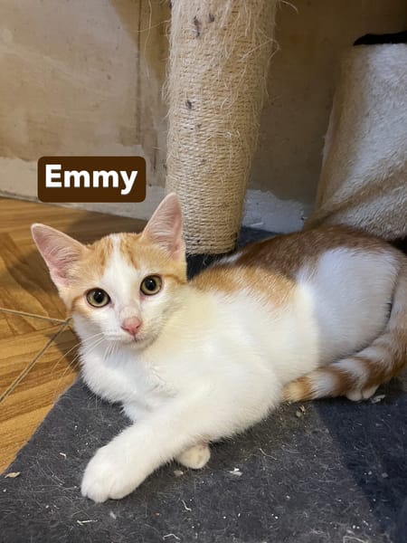 Emy