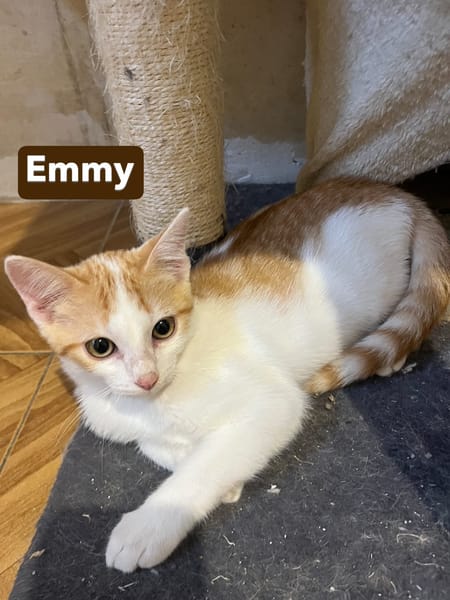 Emy