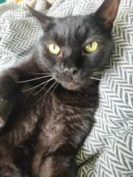 DIEGO
