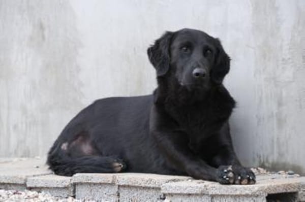 Blacky  startklar für seine Menschen 🌞