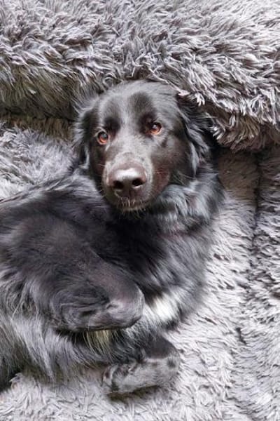 Bodhi  Wirbelwind sucht Körbchen❤