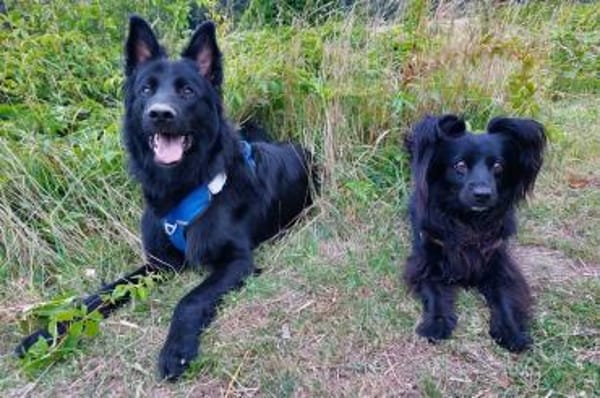 Bodhi  Wirbelwind sucht Körbchen❤