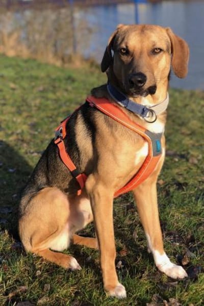 Freddi  ein richtig toller Hundekumpel