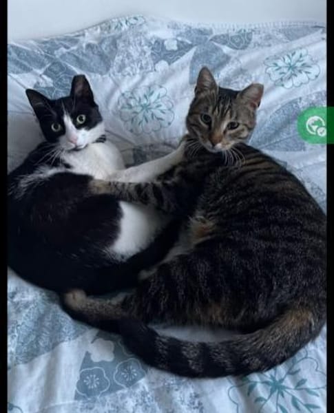 Lilly & Frankie Verschmustes Dreamteam