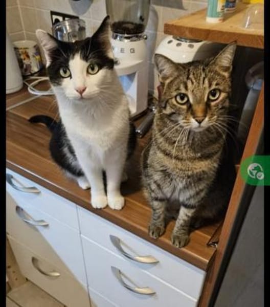 Lilly & Frankie Verschmustes Dreamteam