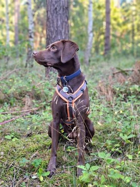 Pippa - aufmerksame Sportskanone