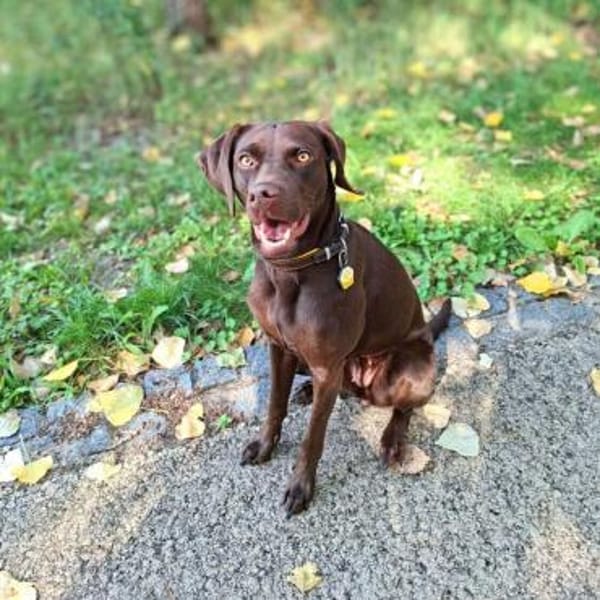 Pippa - aufmerksame Sportskanone