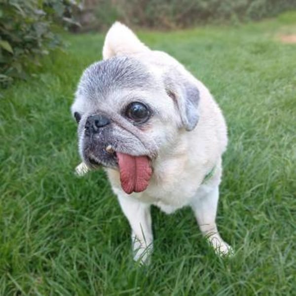 Kiba - Mops-Omi