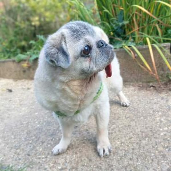 Kiba - Mops-Omi