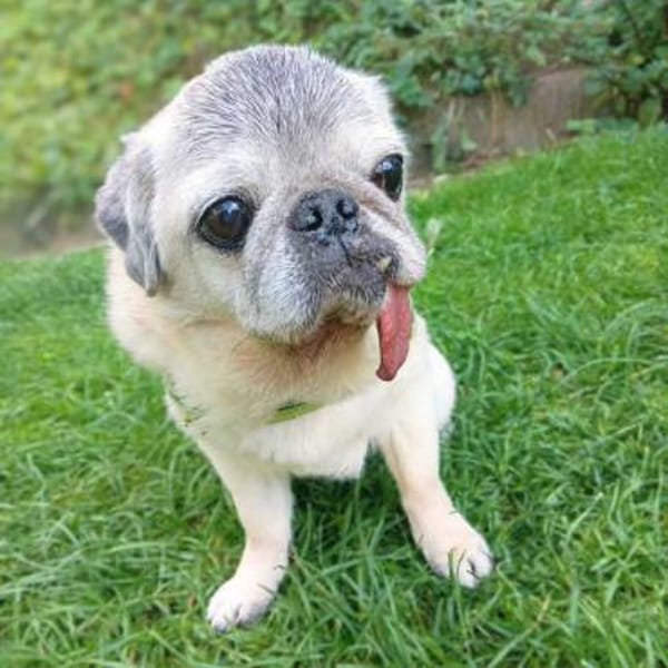 Kiba - Mops-Omi