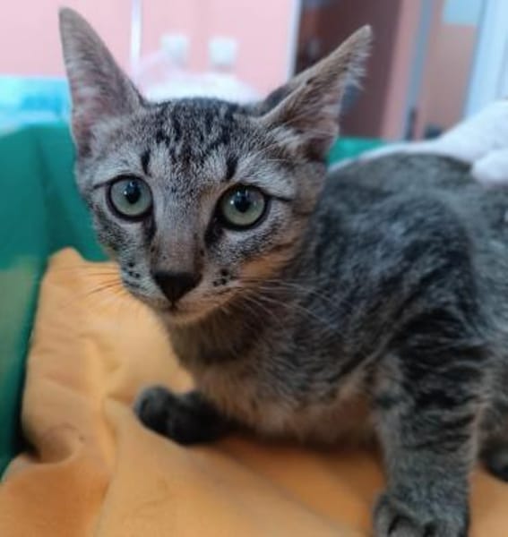 Kater Akari sucht sein Zuhause