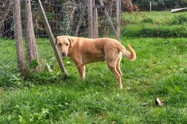 Charlie- Senior sucht ruhiges Plätzchen