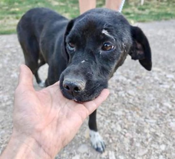 Jagdhund Mix, Hündin, 2 Jahre