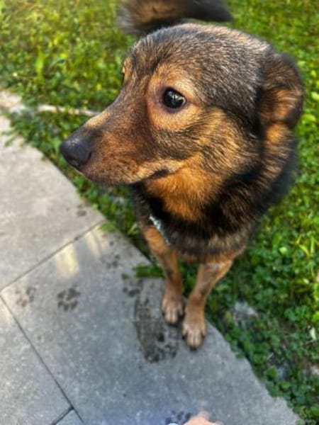 Nino-lebensfroher Junghund sucht dich!