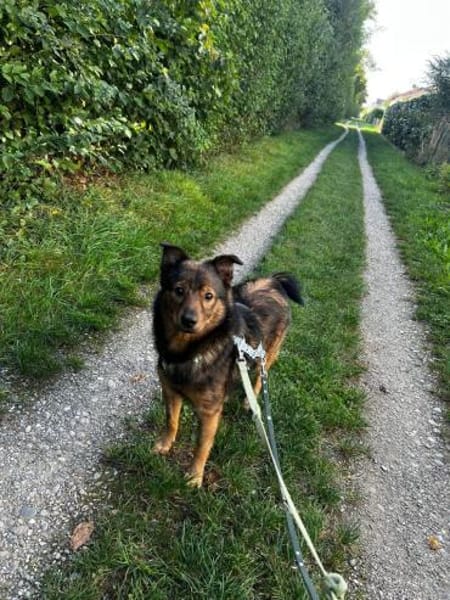 Nino-lebensfroher Junghund sucht dich!