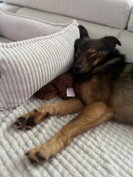 Nino-lebensfroher Junghund sucht dich!