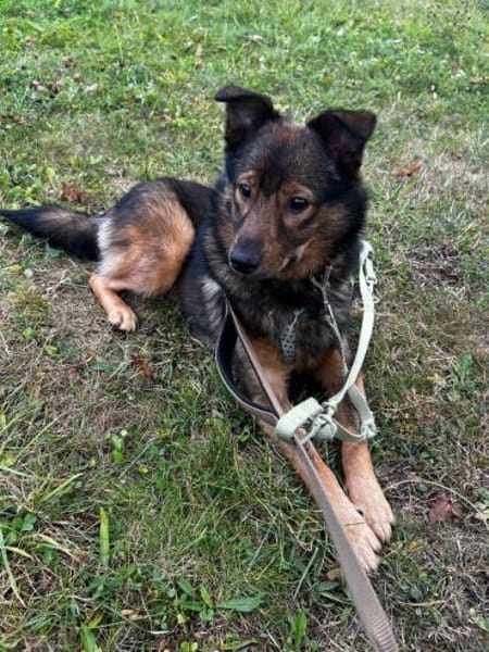 Nino-lebensfroher Junghund sucht dich!