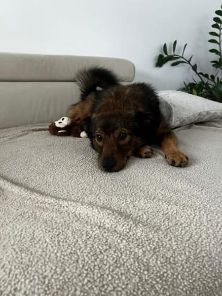 Nino-lebensfroher Junghund sucht dich!