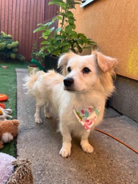 Ashley-kleine Schmusemaus sucht Liebe