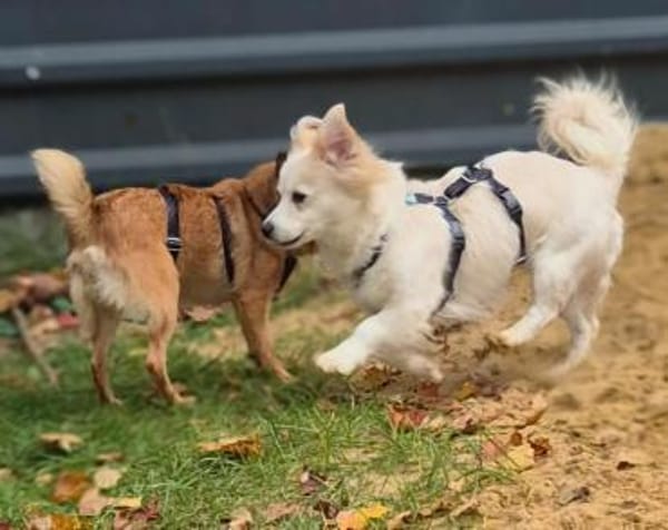 Ashley-kleine Schmusemaus sucht Liebe