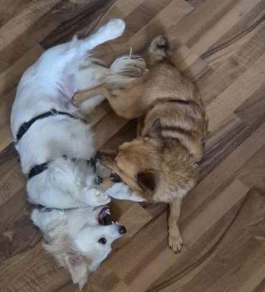 Ashley-kleine Schmusemaus sucht Liebe