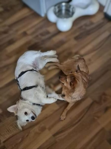 Ashley-kleine Schmusemaus sucht Liebe