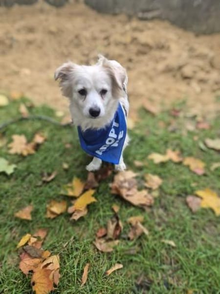 Ashley-kleine Schmusemaus sucht Liebe