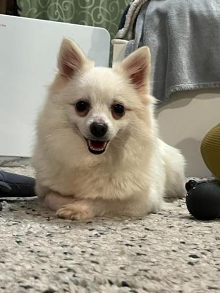 Lumi wurde von einem Vermehrer entsorgt