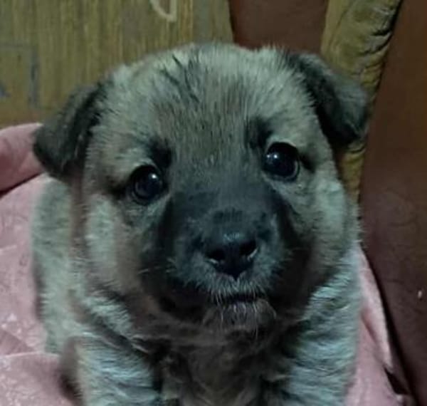 Ella, Hundekind noch ohne Zuhause