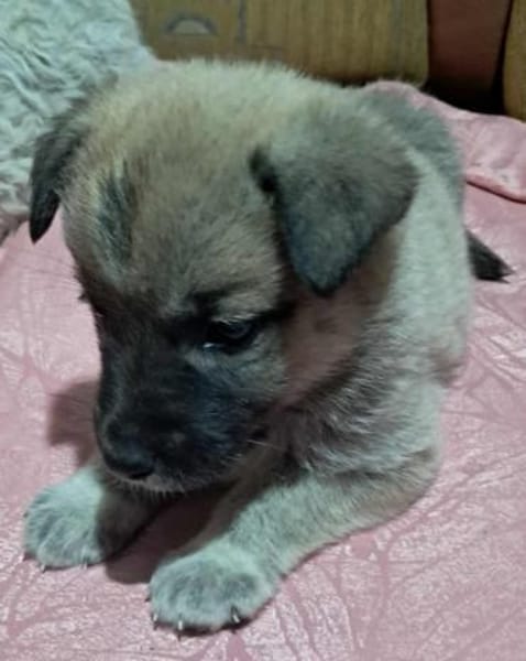 Ella, Hundekind noch ohne Zuhause
