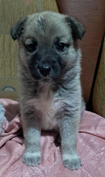Ella, Hundekind noch ohne Zuhause