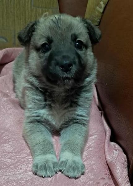 Ella, Hundekind noch ohne Zuhause