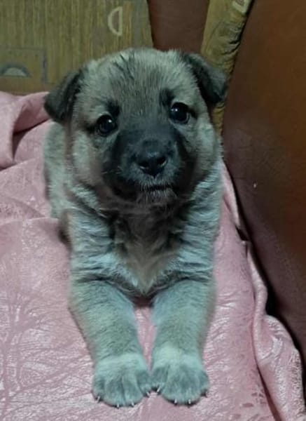 Ella, Hundekind noch ohne Zuhause