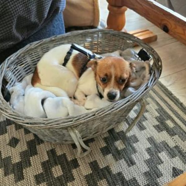 Vertrauensvoll zart liebevoll = HOLLY♥