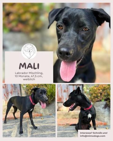 Mali: Fröhliche Labrador-Mix-Hündin