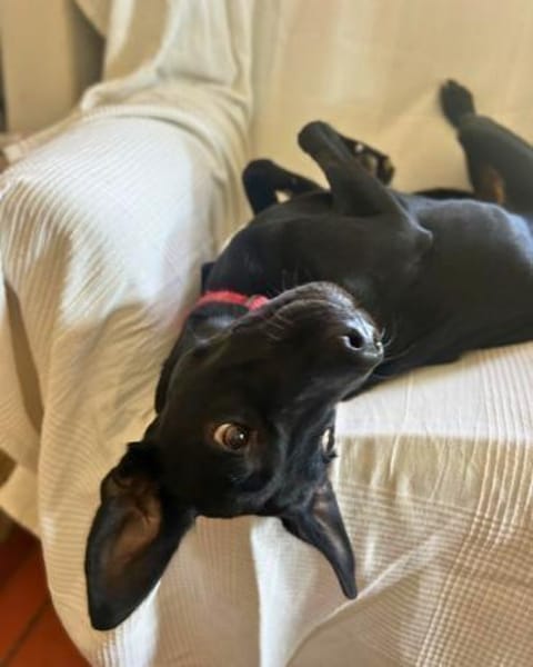Mali: Fröhliche Labrador-Mix-Hündin