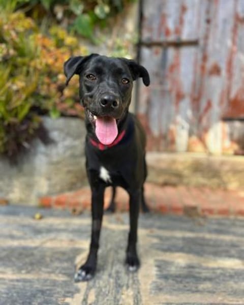 Mali: Fröhliche Labrador-Mix-Hündin