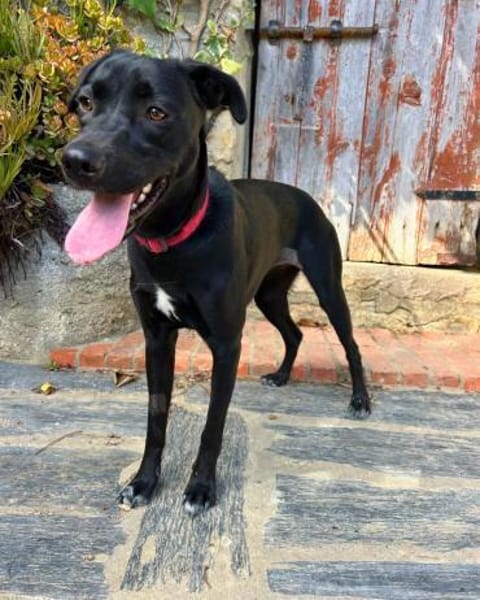 Mali: Fröhliche Labrador-Mix-Hündin