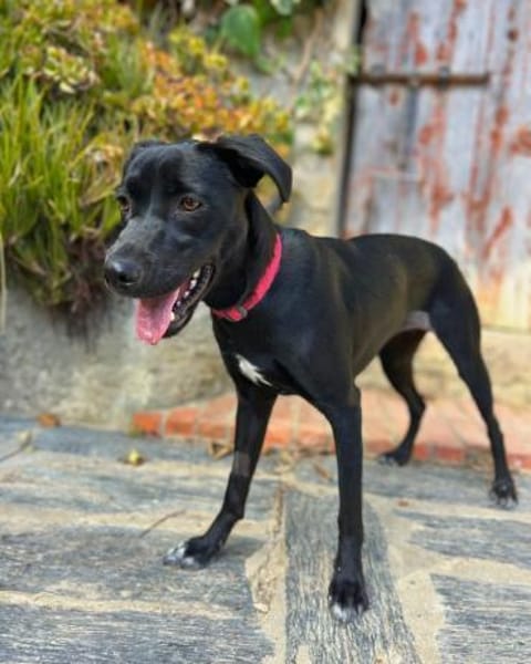 Mali: Fröhliche Labrador-Mix-Hündin