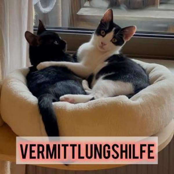 Felix und Timmi suchen ihr Zuhause ❤