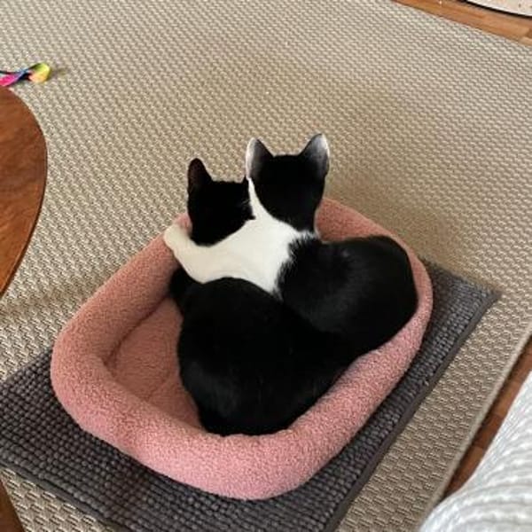 Felix und Timmi suchen ihr Zuhause ❤