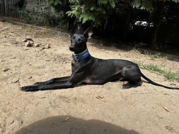 Pablo, unser Vollbluthengst im Hund